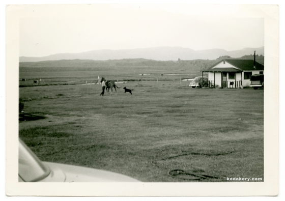 Vintage 1940s photo of a horse, dog and farmhouse